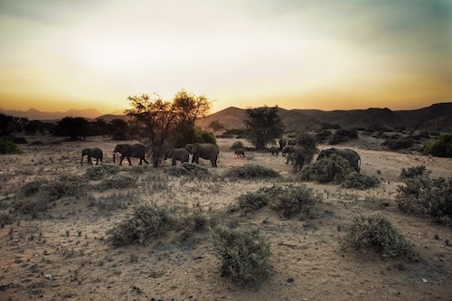 namibia landscape with desert elephants